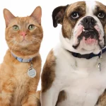 Ring Introduces a QR Code-Based Wearable for Locating Lost Pets